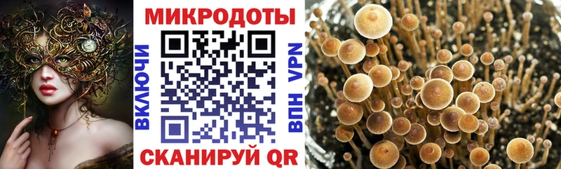 это какой сайт  Обь  Псилоцибиновые грибы Cubensis  MEGA ONION 